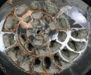 Speetoniceras Ammonite Full Of Druzy Pyrite #34579-1